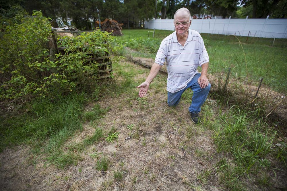 Fifty-year Billerica resident Tim Hinde displays his dried-out lawn, which he cannot water because of town restrictions on watering plants due to the summer drought conditions. Credit: Jesse Costa, WBUR.