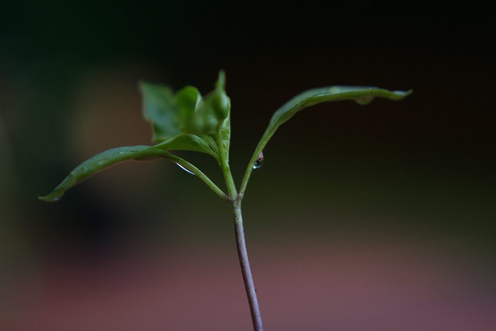 Photo by Drew McLellan via Creative Commons 