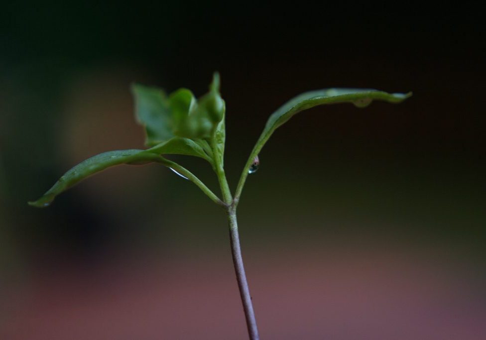 Photo by Drew McLellan via Creative Commons 